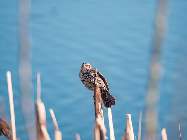 jawaibandh birds